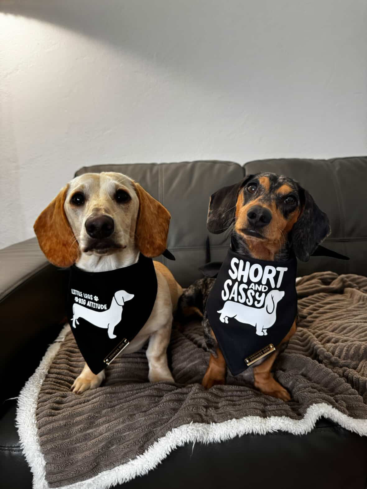 Short and Sassy