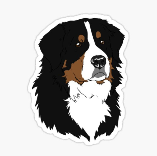 Bernese Mt Dog