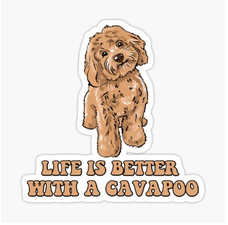 Life is better with a Cavapoo