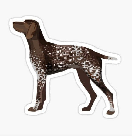 German Shorthaired Pointer
