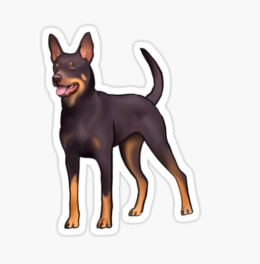 Australian Kelpie