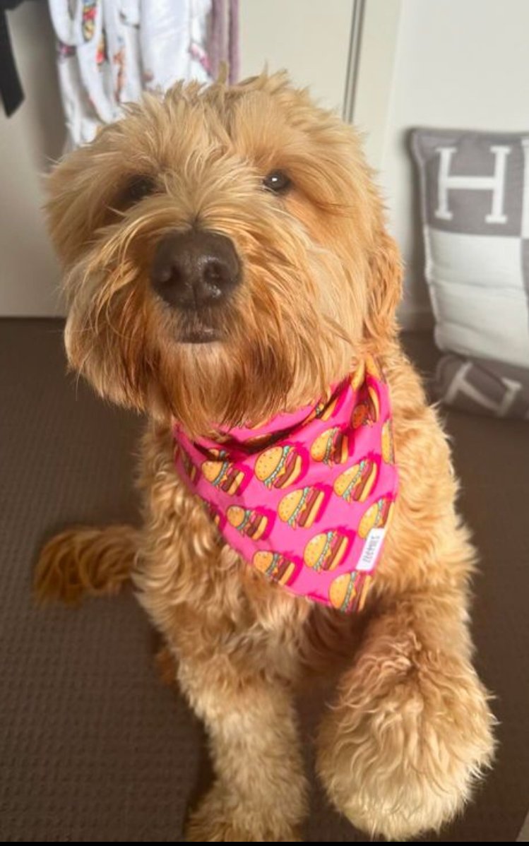 Hamburger Bandana